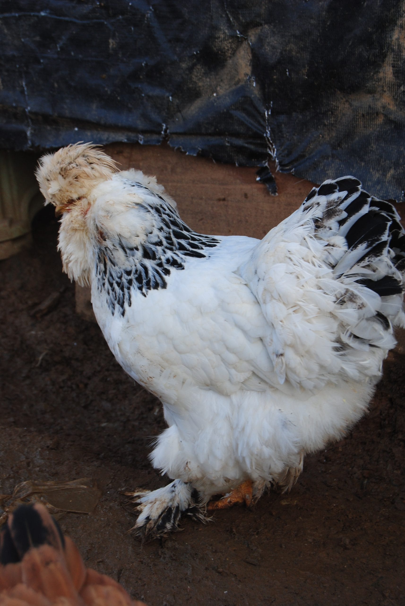 Park Brahma Kuluçkalık Yumurta