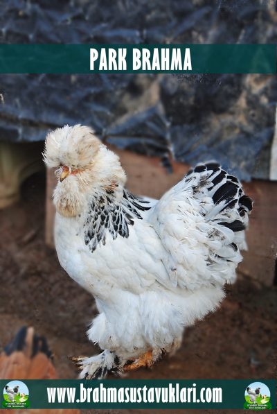 Park Brahma Kuluçkalık Yumurta