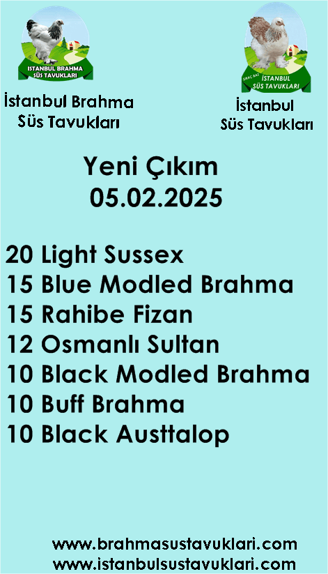 Kuluckaciniz.com Kuluçkalık Yumurta Ve Civciv İstanbul