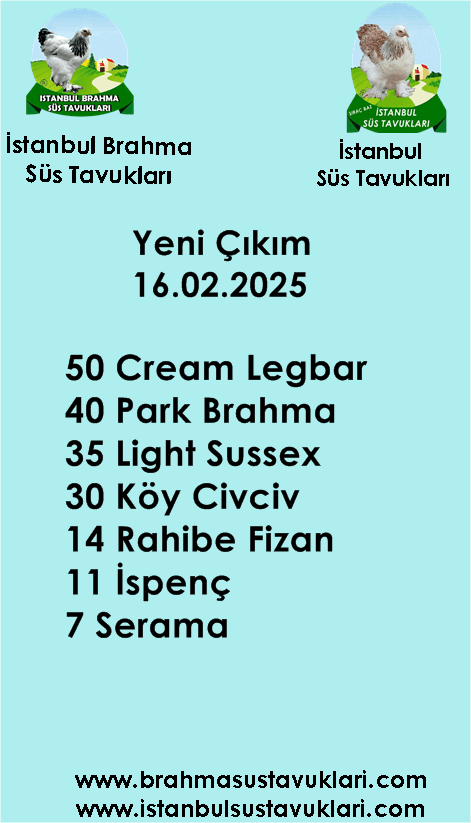 Kuluckaciniz.com Kuluçkalık Yumurta Ve Civciv İstanbul