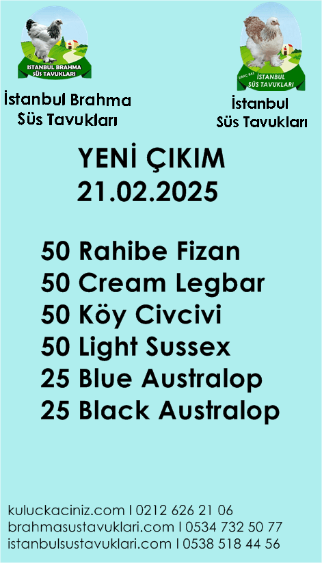 Kuluckaciniz.com Kuluçkalık Yumurta Ve Civciv İstanbul