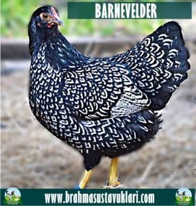 Barnevelder Kuluçkalık Yumurta