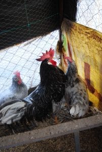 Black Modled Ligorin Kuluçkalık Yumurta