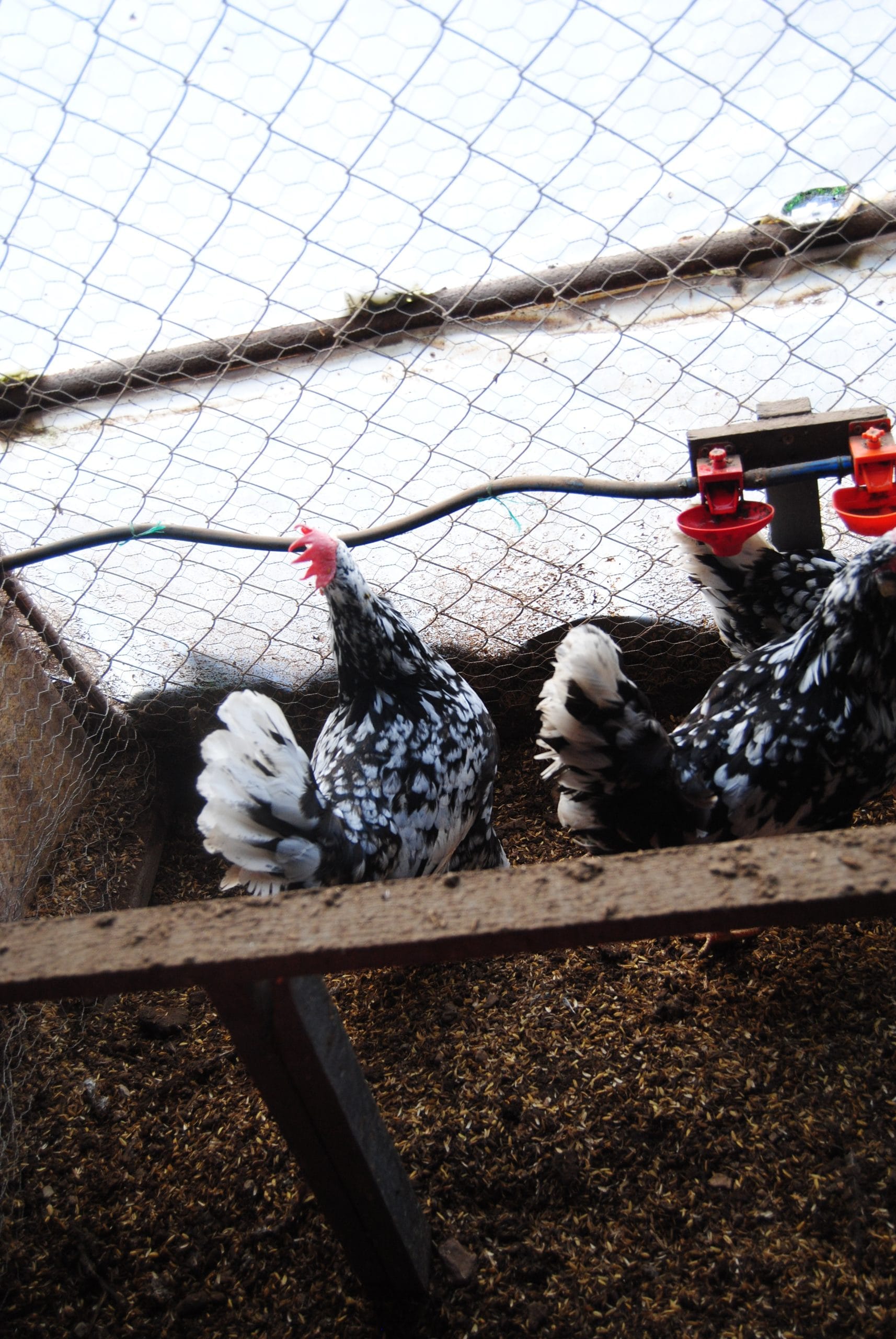 Black Modlet Ligorin Kuluçkalık Yumurta