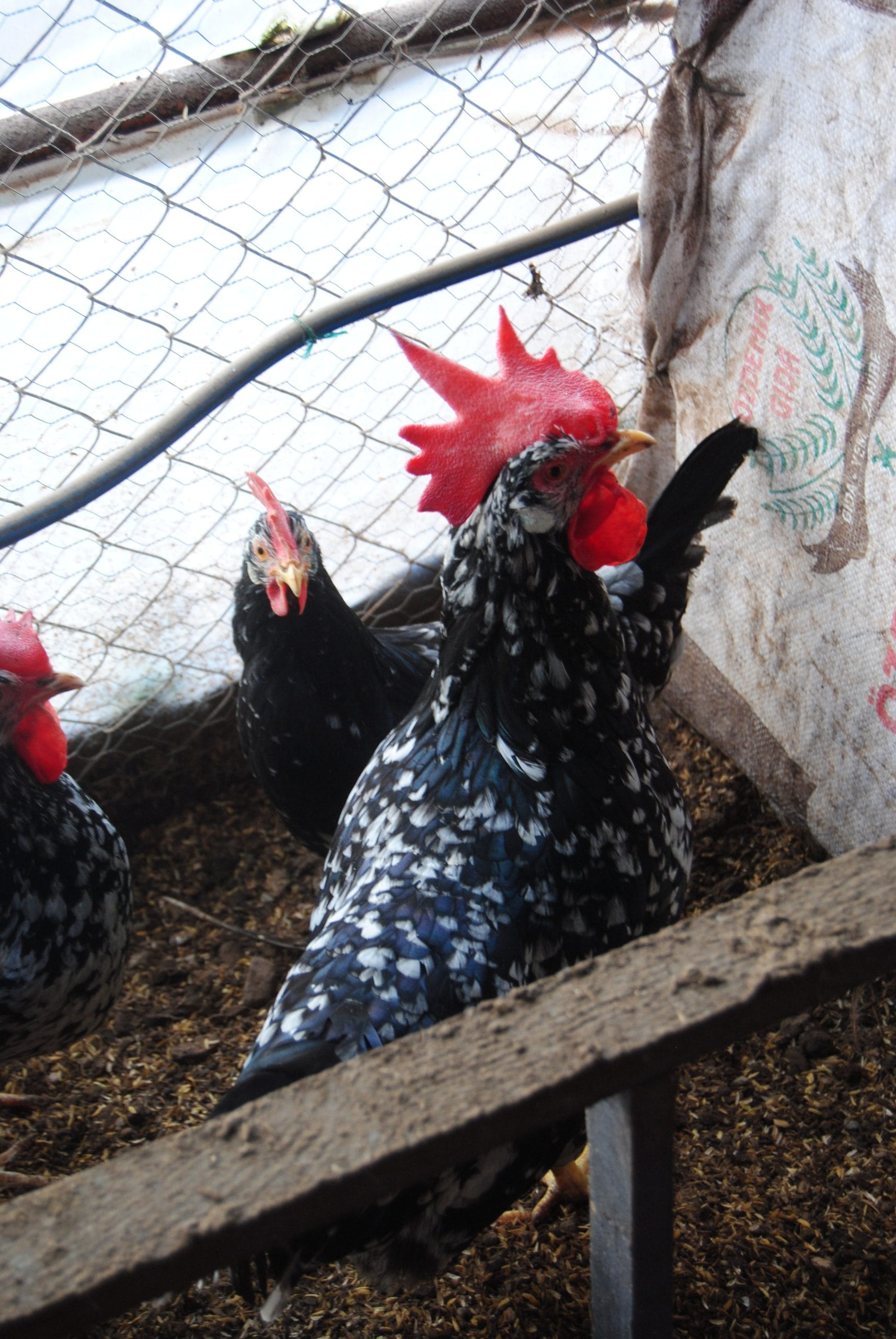 Black Modlet Ligorin Kuluçkalık Yumurta