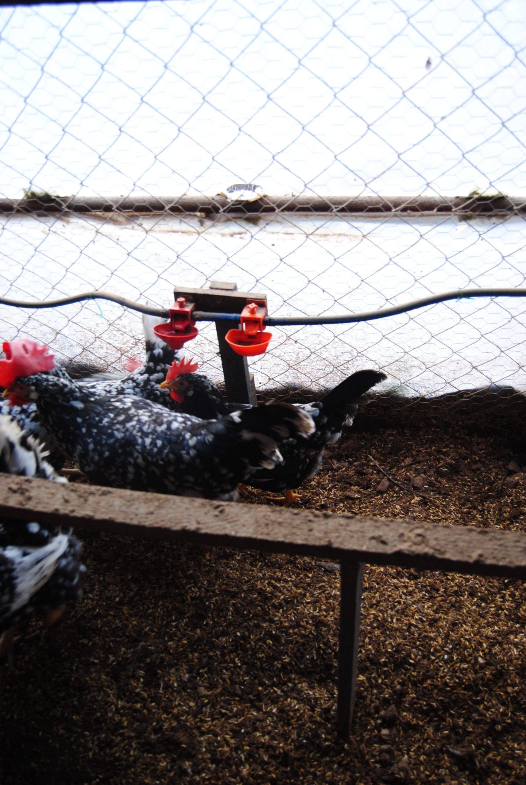 Black Modlet Ligorin Kuluçkalık Yumurta