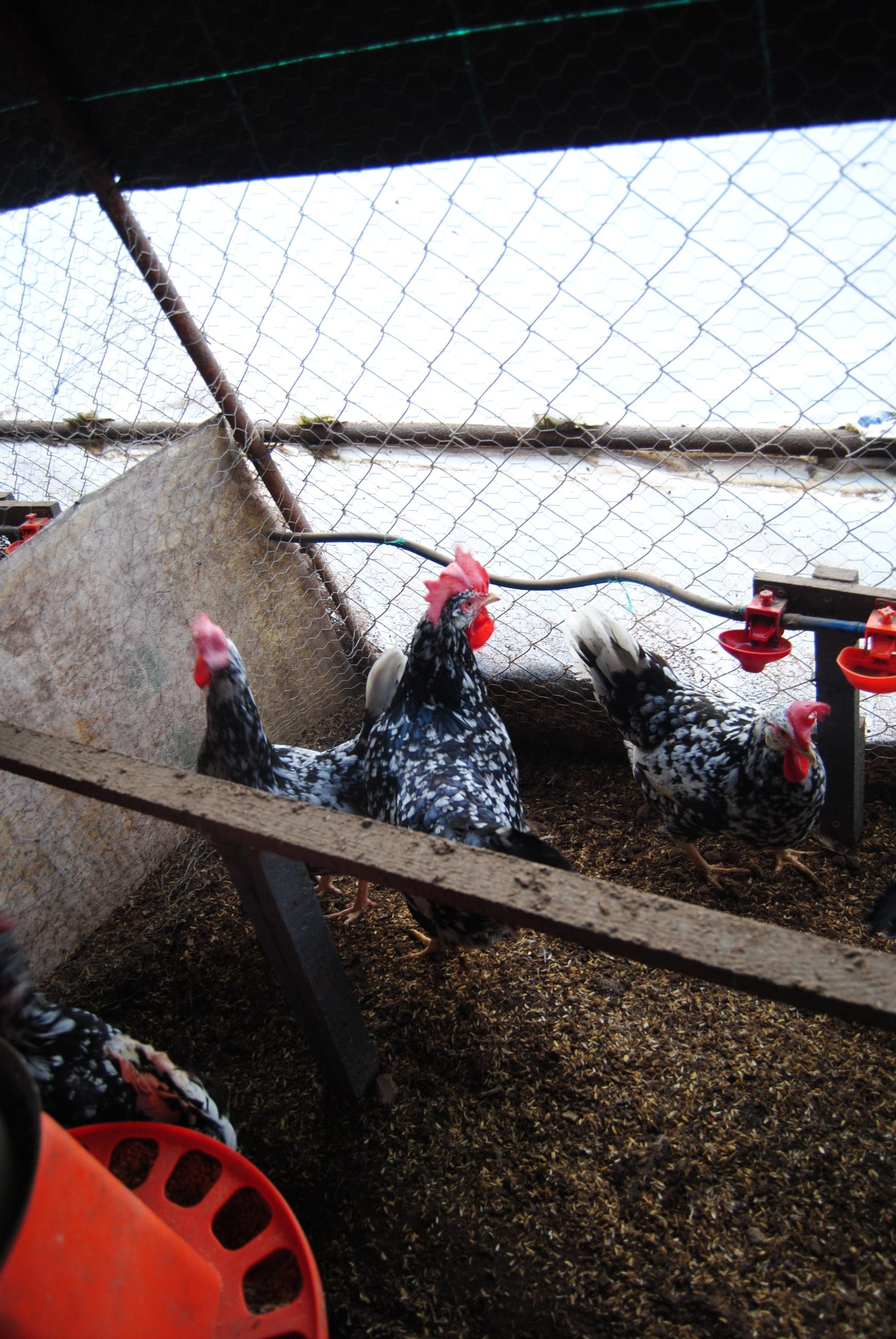 Black Modlet Ligorin Kuluçkalık Yumurta