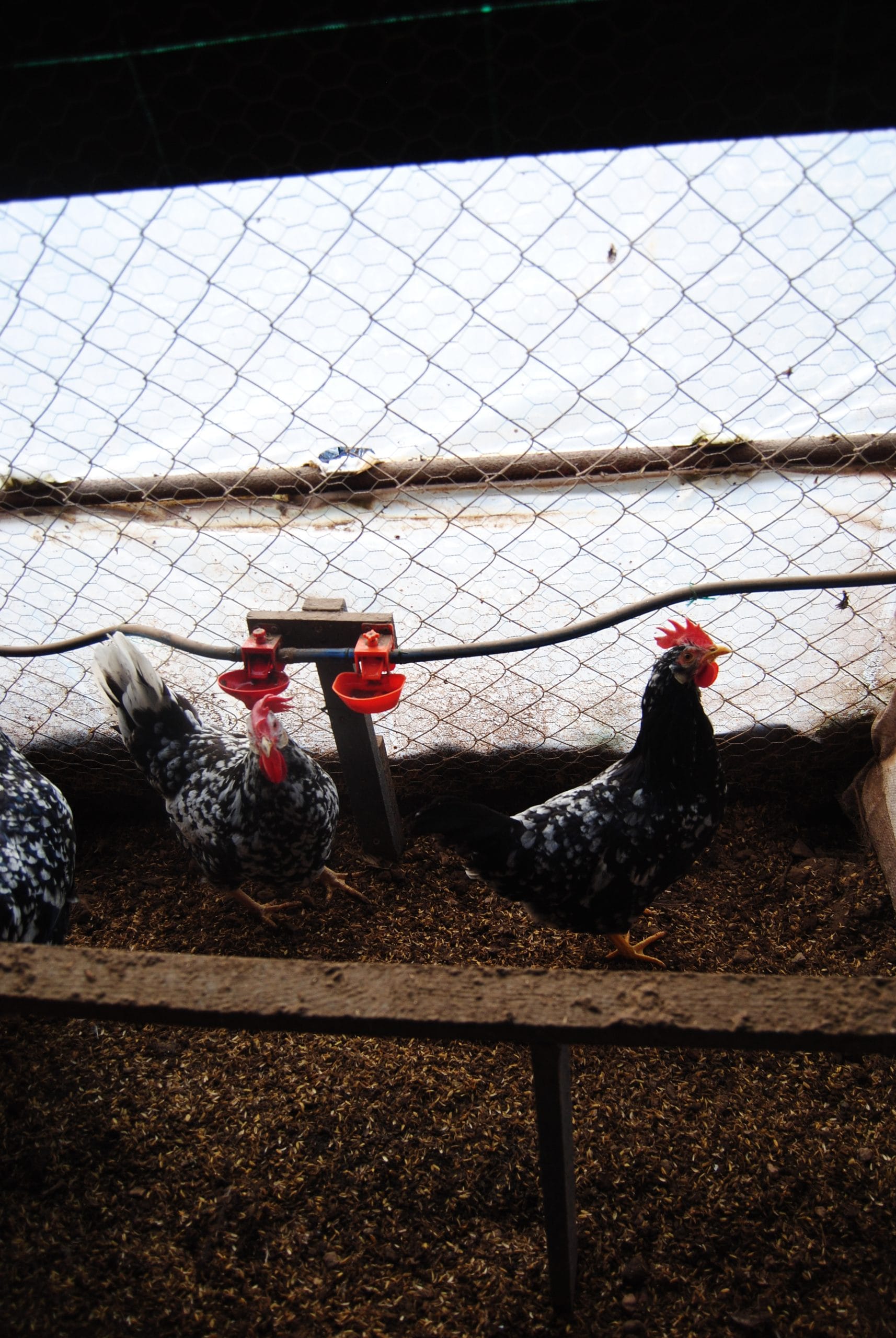 Black Modlet Ligorin Kuluçkalık Yumurta