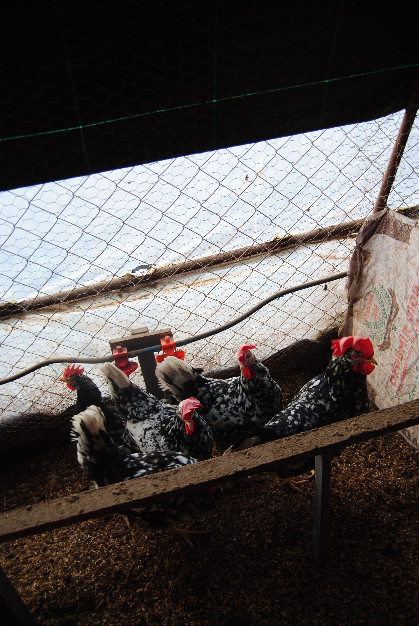 Black Modlet Ligorin Kuluçkalık Yumurta