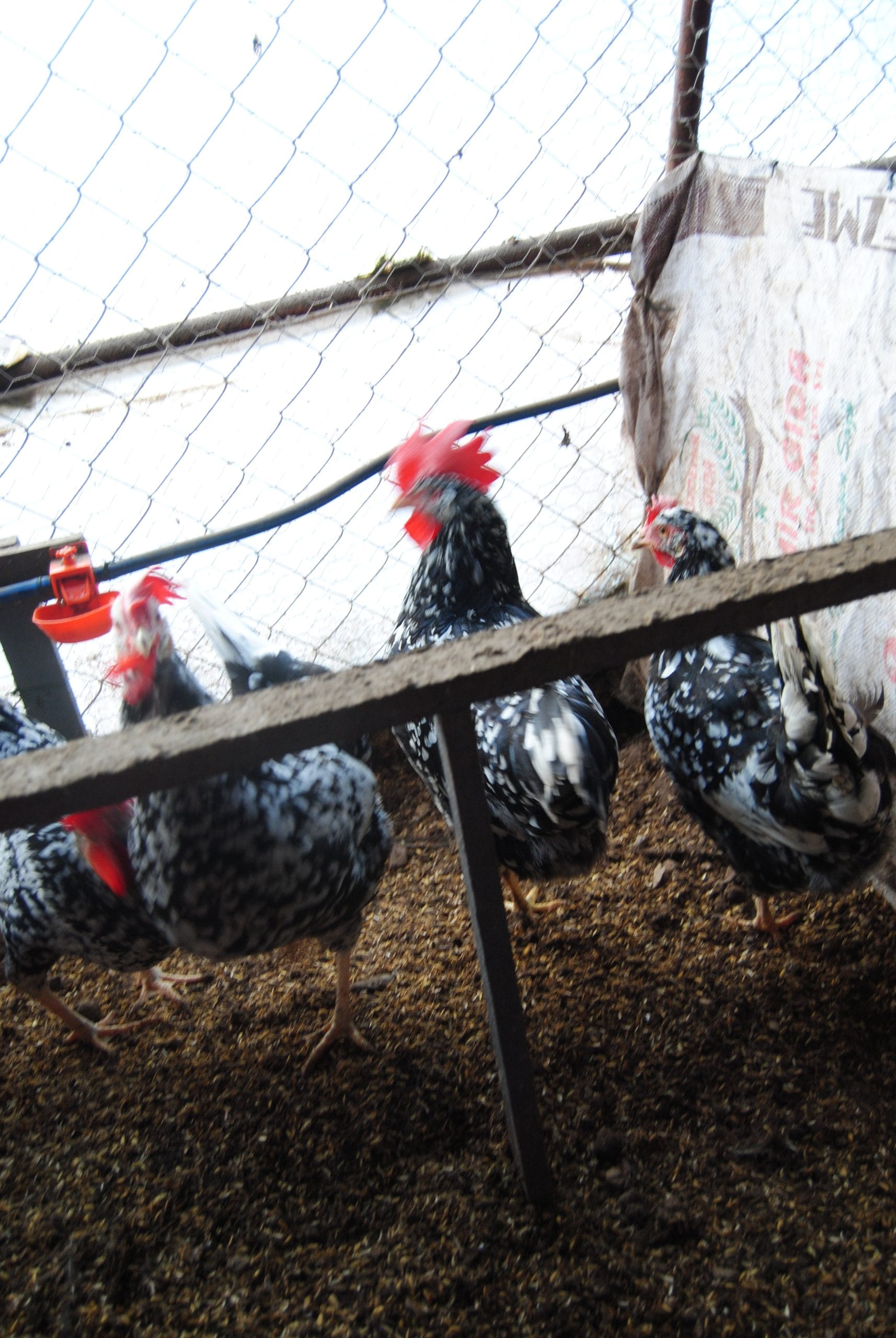 Black Modlet Ligorin Kuluçkalık Yumurta