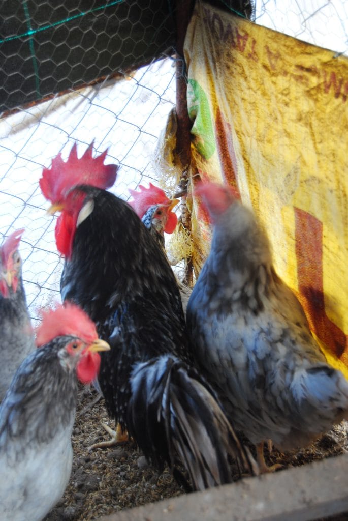 Black Modlet Ligorin Kuluçkalık Yumurta