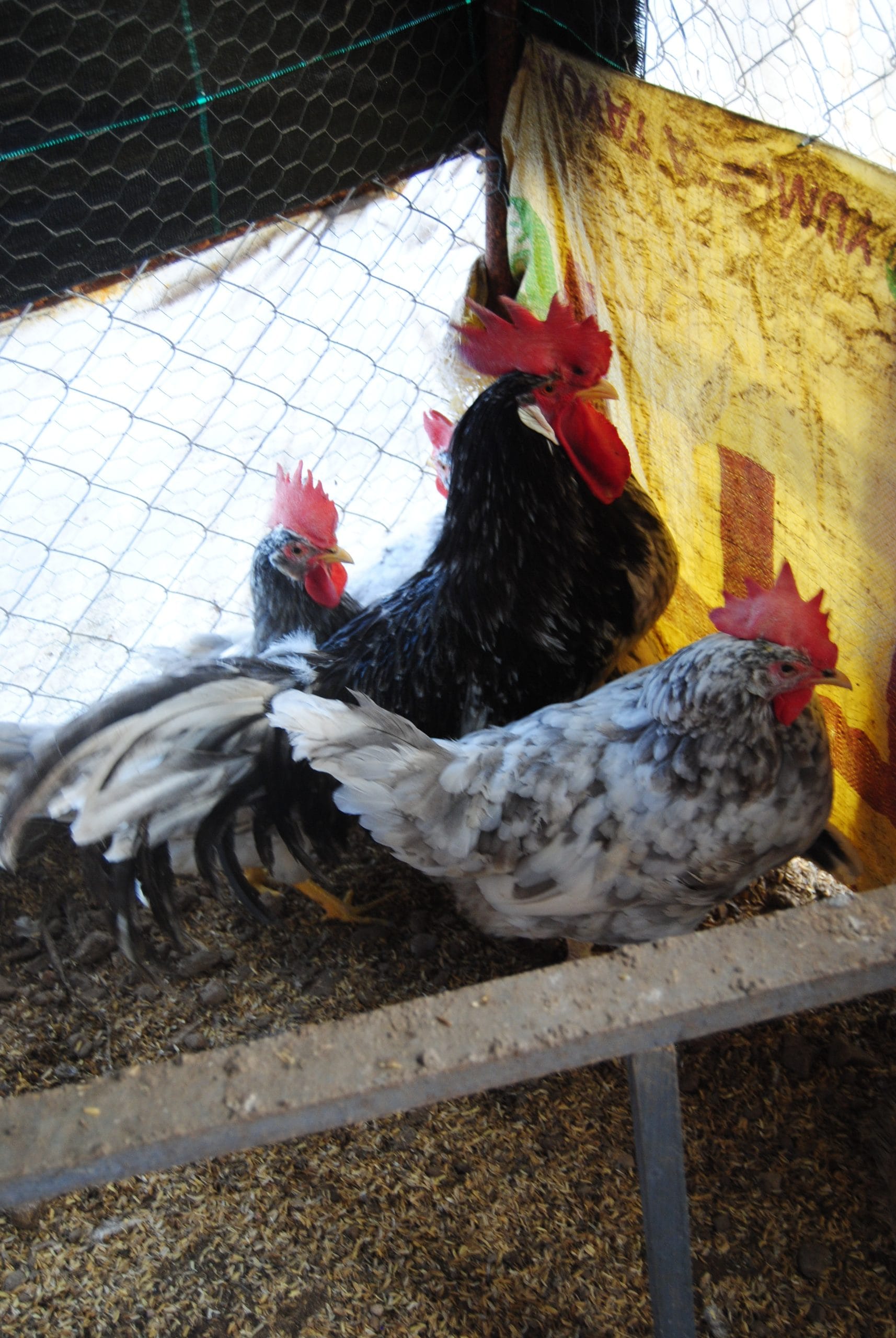 Black Modlet Ligorin Kuluçkalık Yumurta