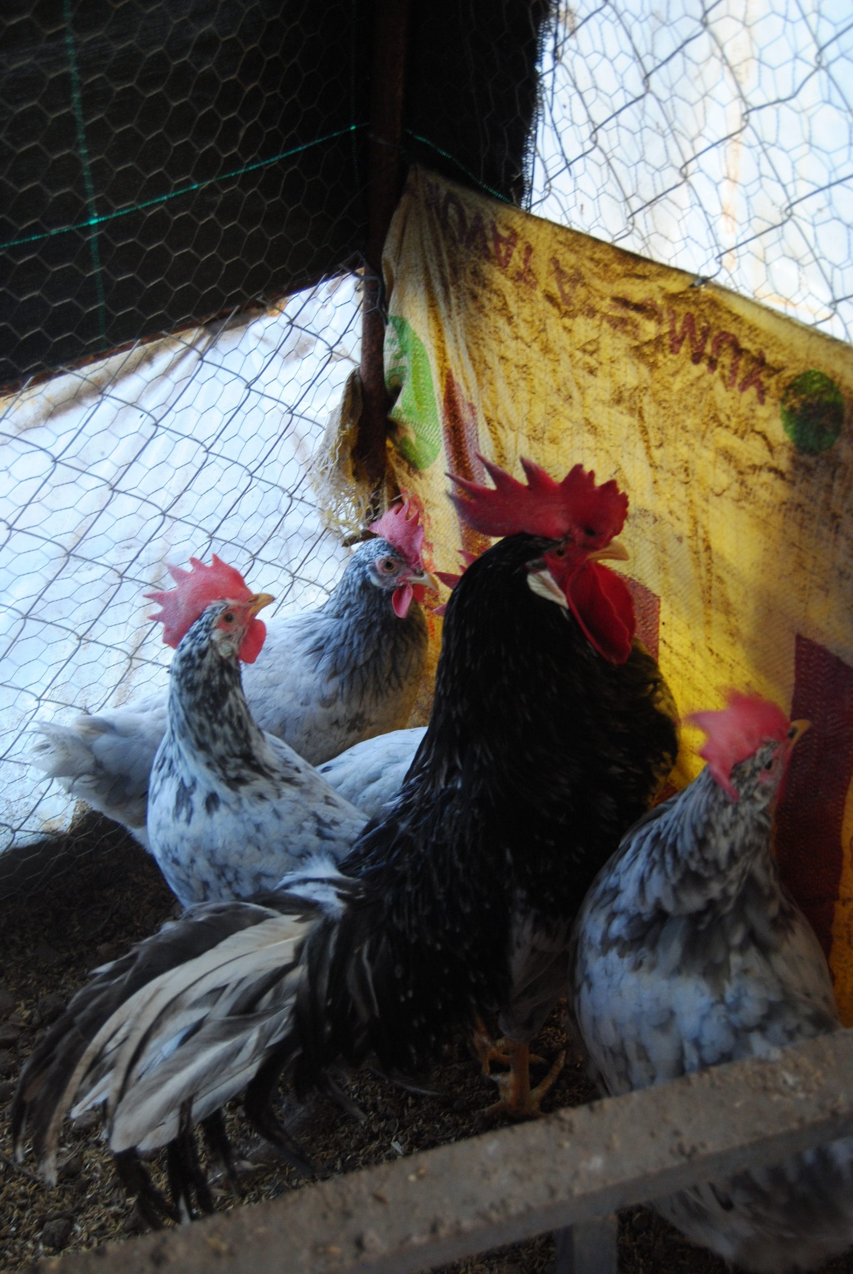 Black Modlet Ligorin Kuluçkalık Yumurta