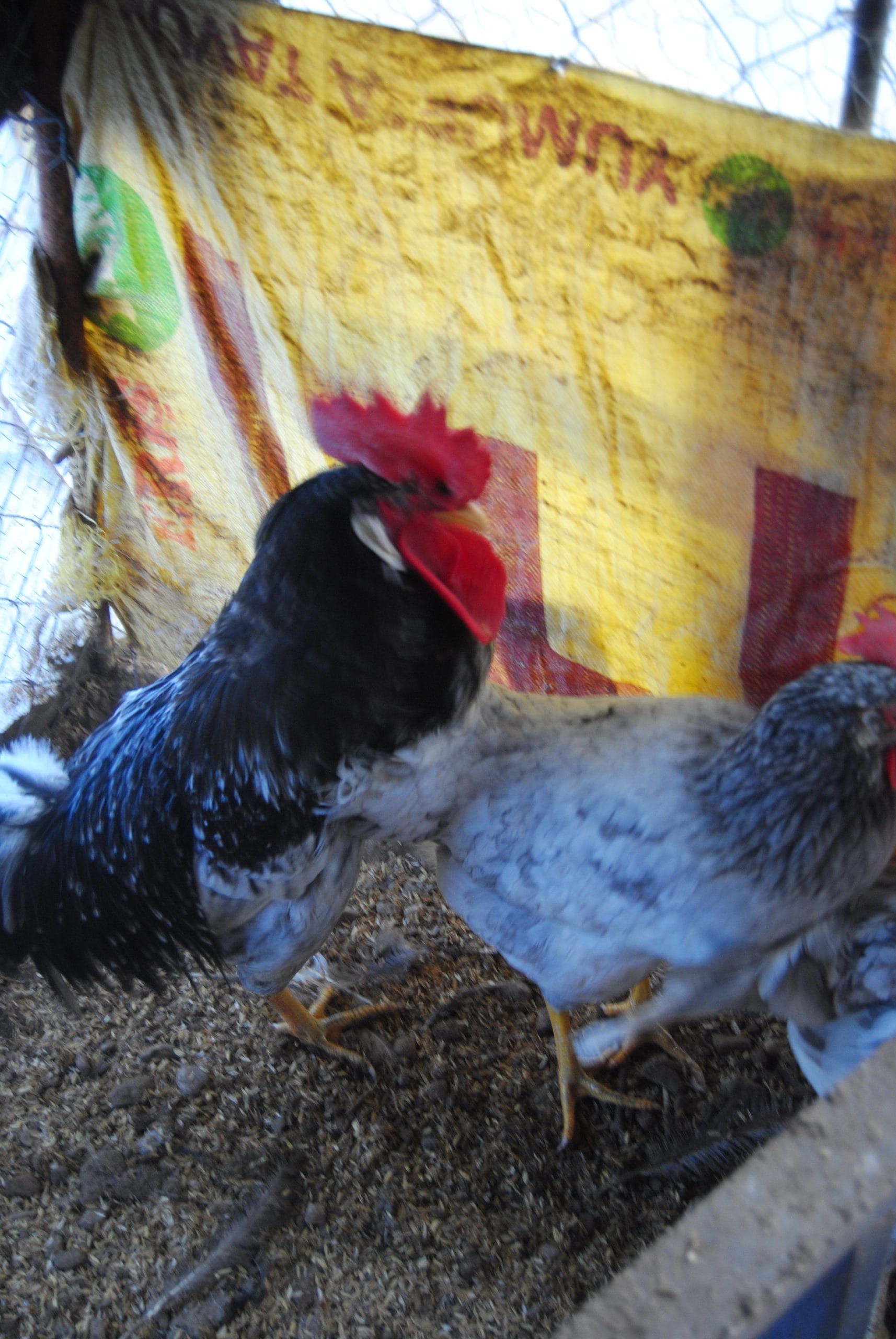 Black Modlet Ligorin Kuluçkalık Yumurta