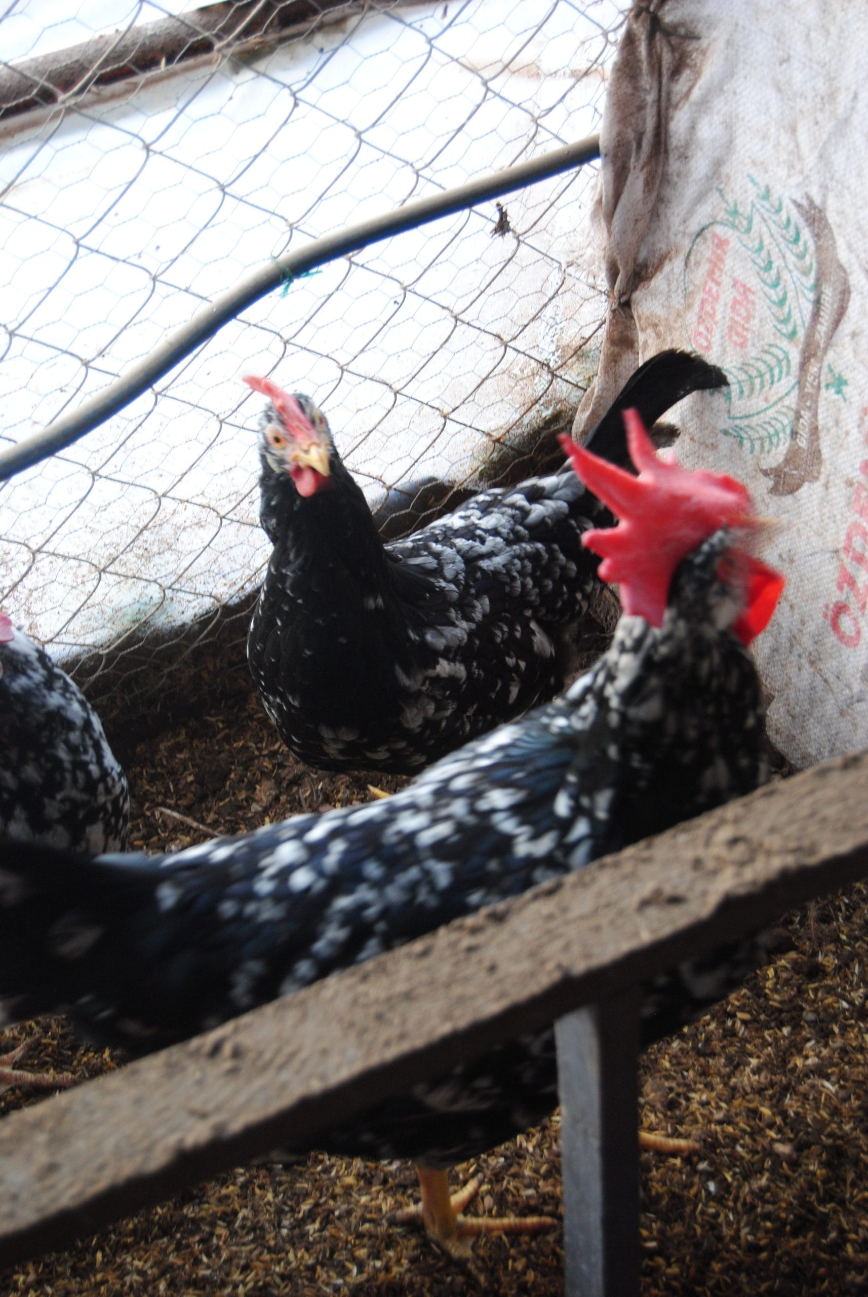 Black Modlet Ligorin Kuluçkalık Yumurta