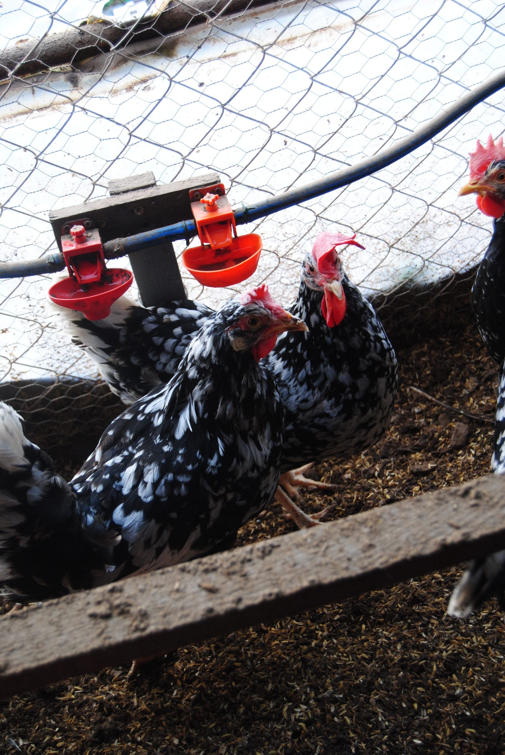 Black Modlet Ligorin Kuluçkalık Yumurta