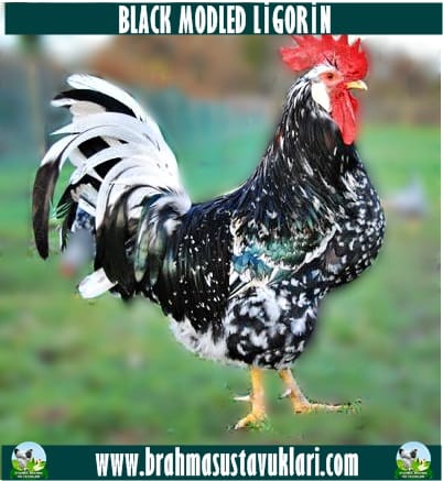 Black Modlet Ligorin Kuluçkalık Yumurta