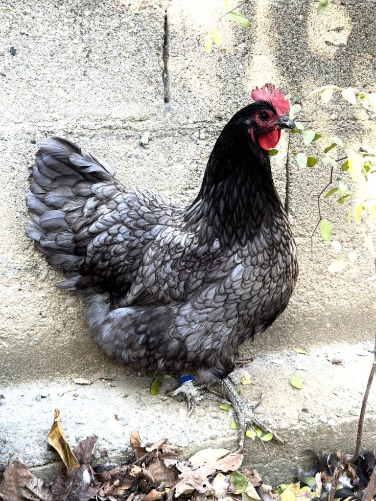 Blue Australop Kuluçkalık Yumurta