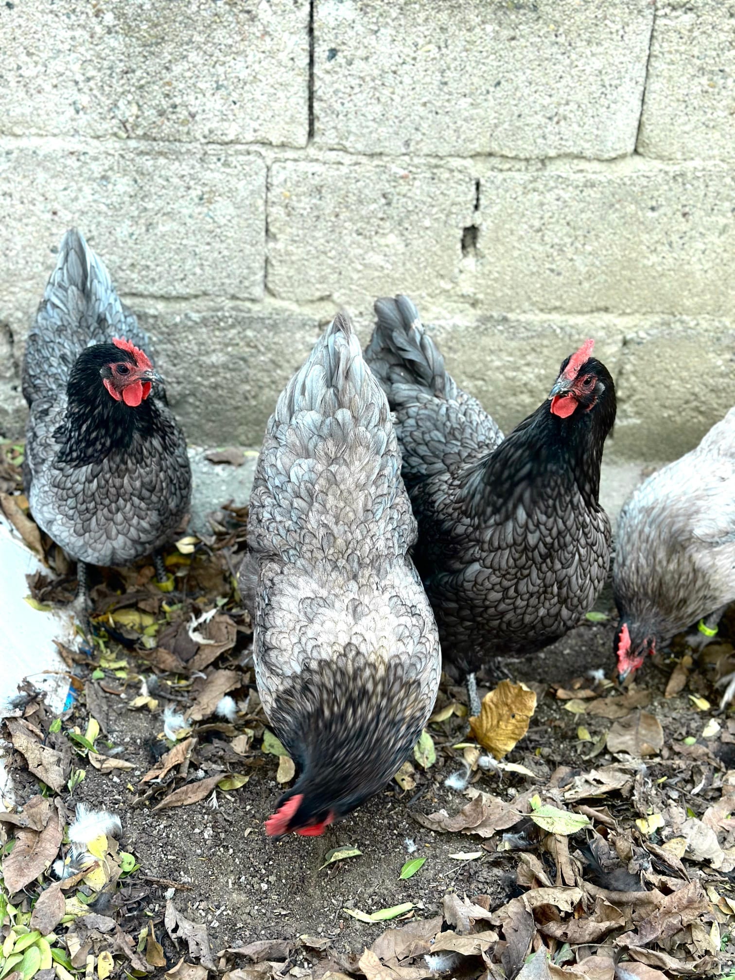 Blue Australop Kuluçkalık Yumurta