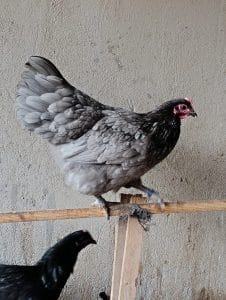 Blue Australop Kuluçkalık Yumurta