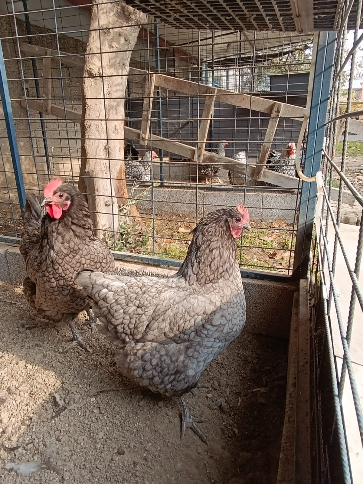 Blue Australop Kuluçkalık Yumurta