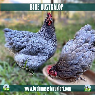Blue Australop Kuluçkalık Yumurta