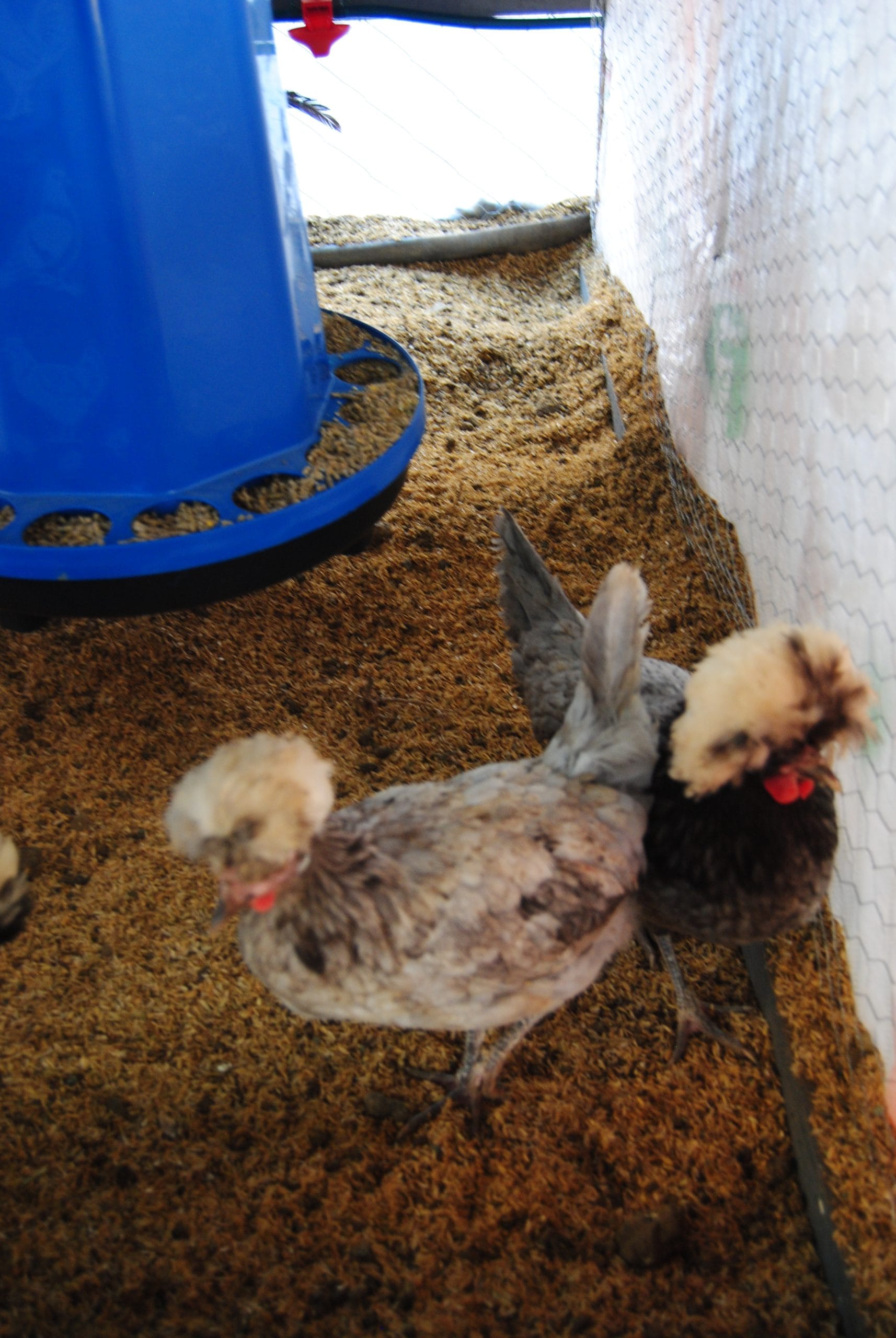 Blue Fizan Kuluçkalık Yumurta