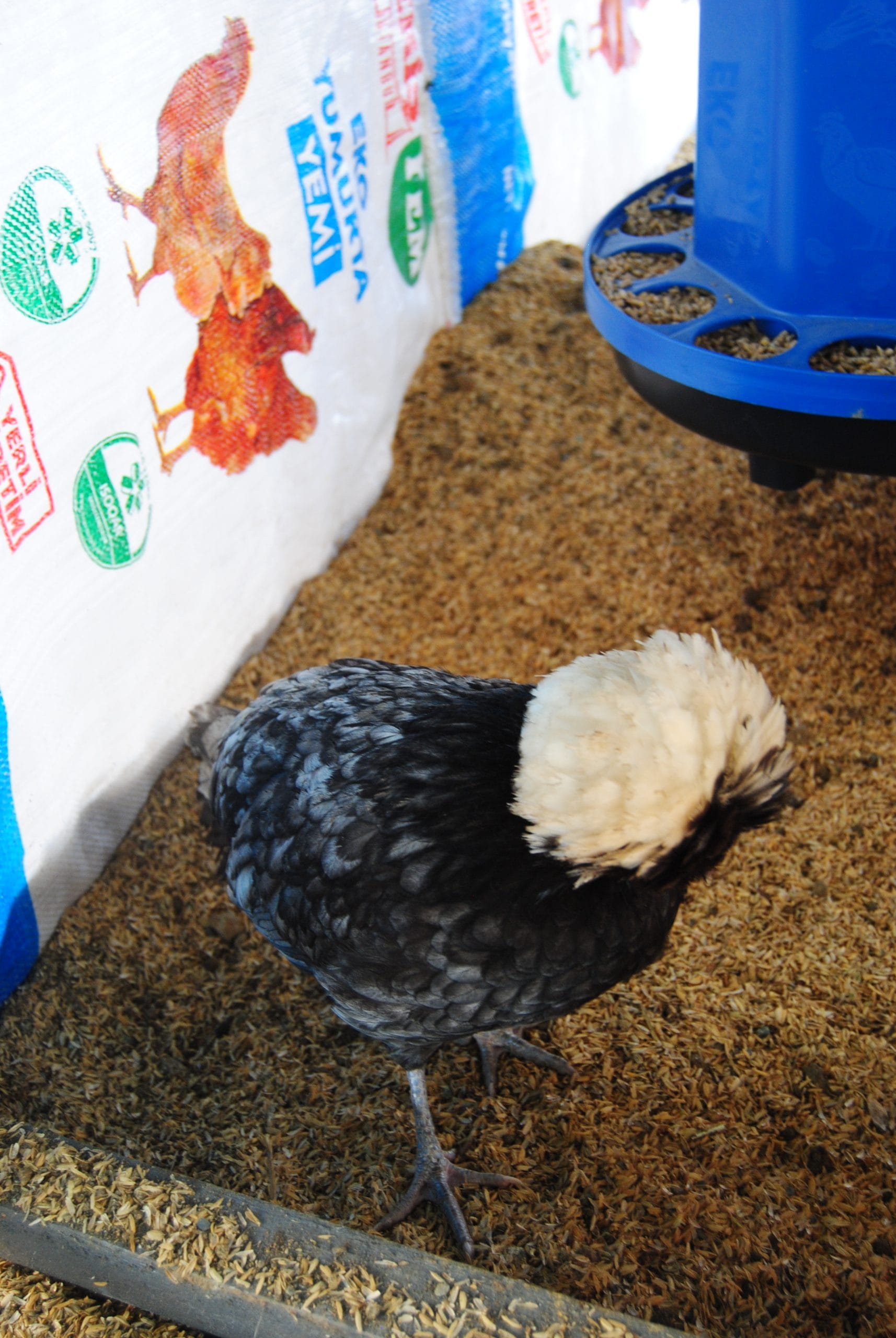 Blue Fizan Kuluçkalık Yumurta