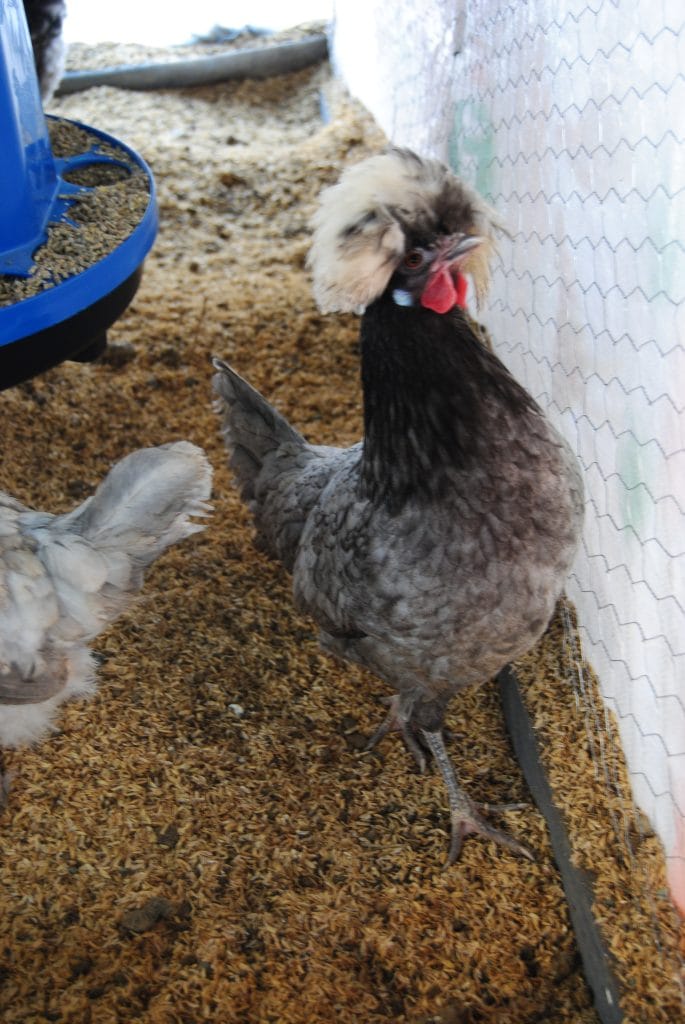 Blue Fizan Kuluçkalık Yumurta