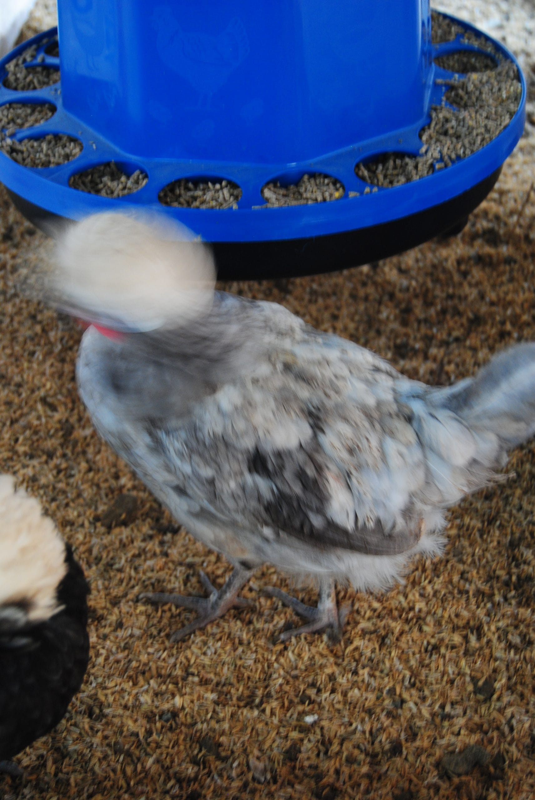 Blue Fizan Kuluçkalık Yumurta