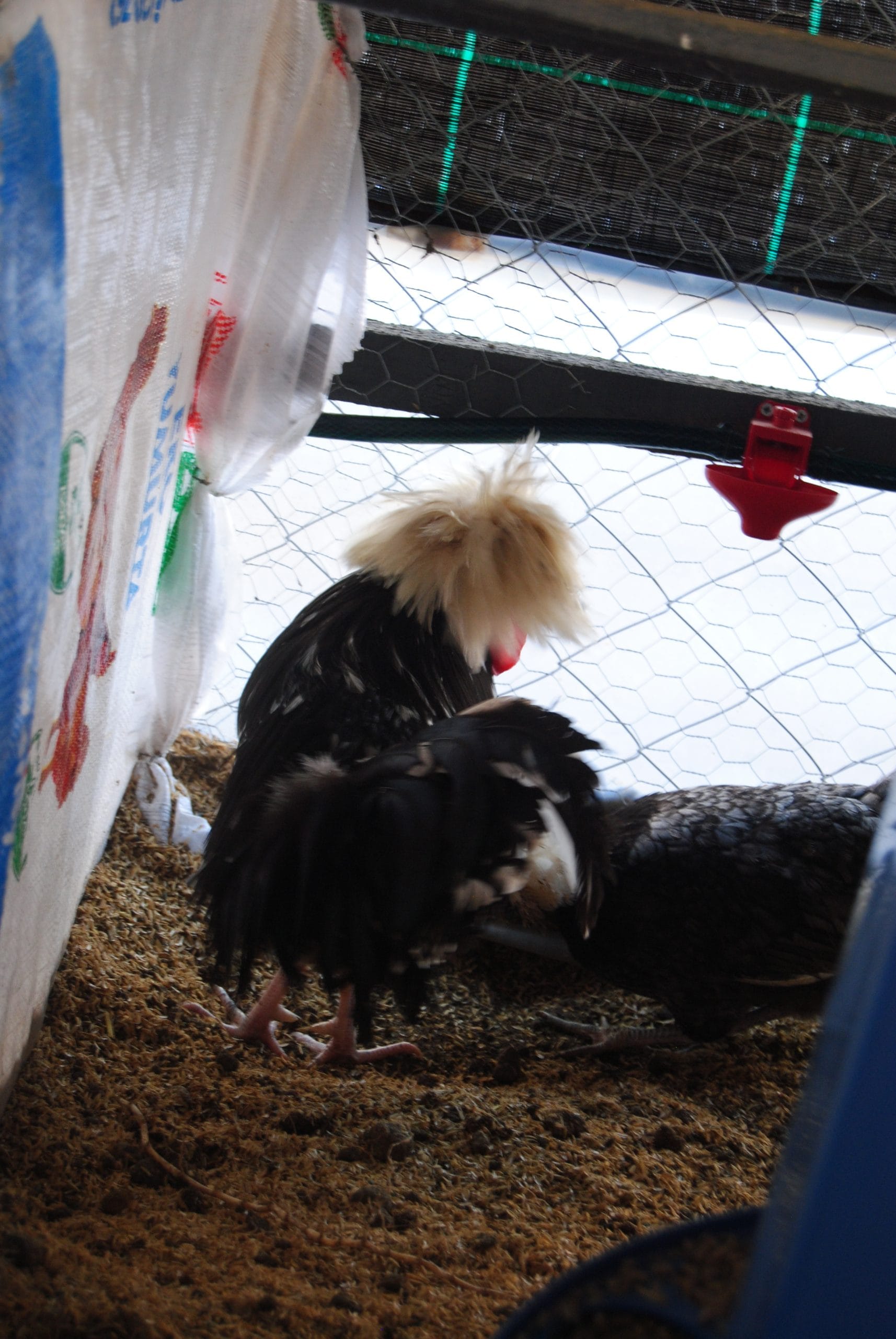 Blue Fizan Kuluçkalık Yumurta