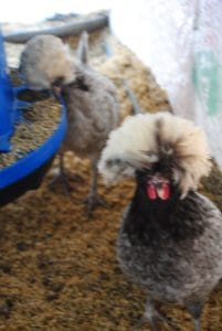 Blue Fizan Kuluçkalık Yumurta