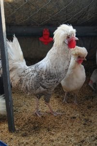 coco fizan kuluçkalık yumurta