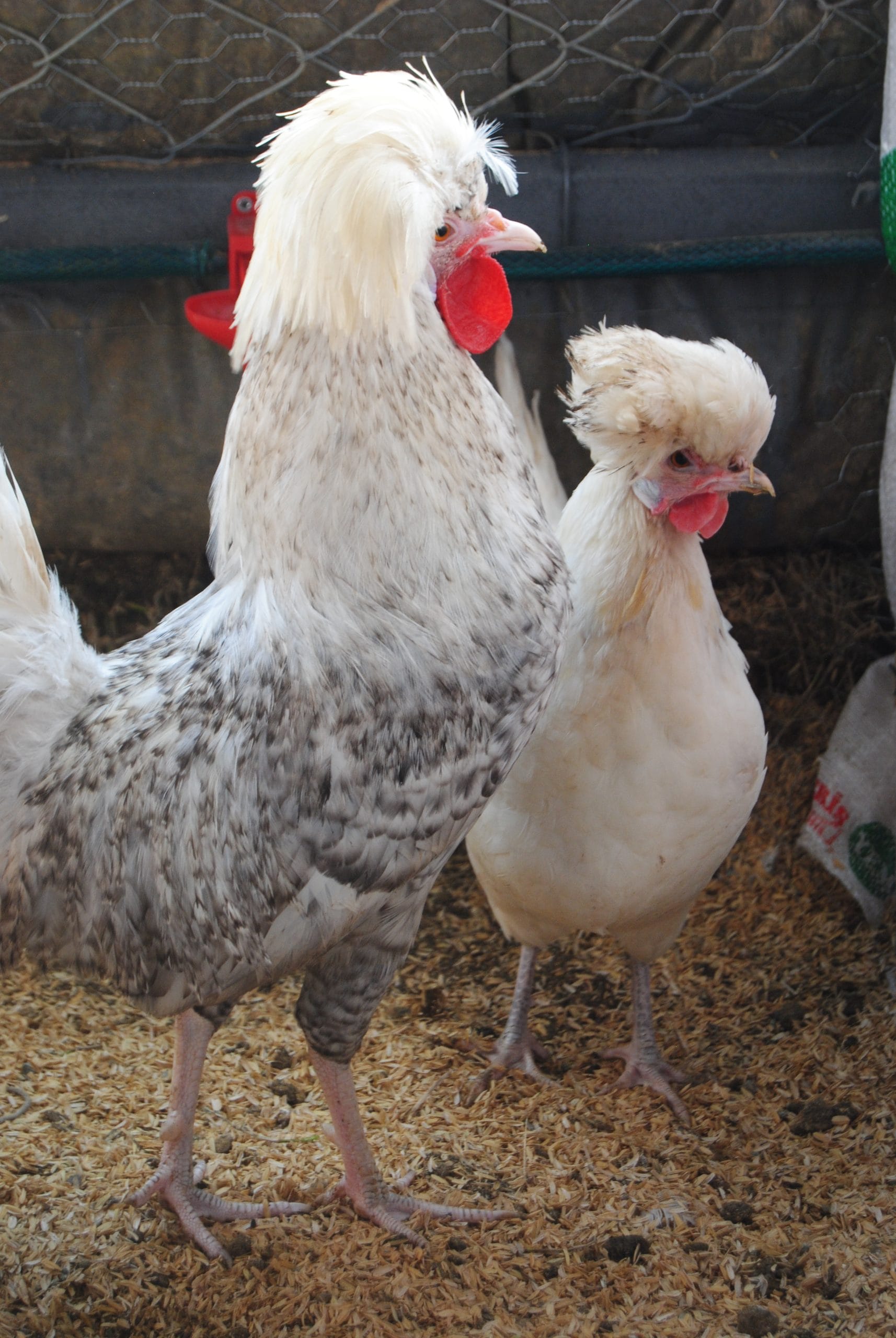 Coco Fizan Kuluçkalık Yumurta