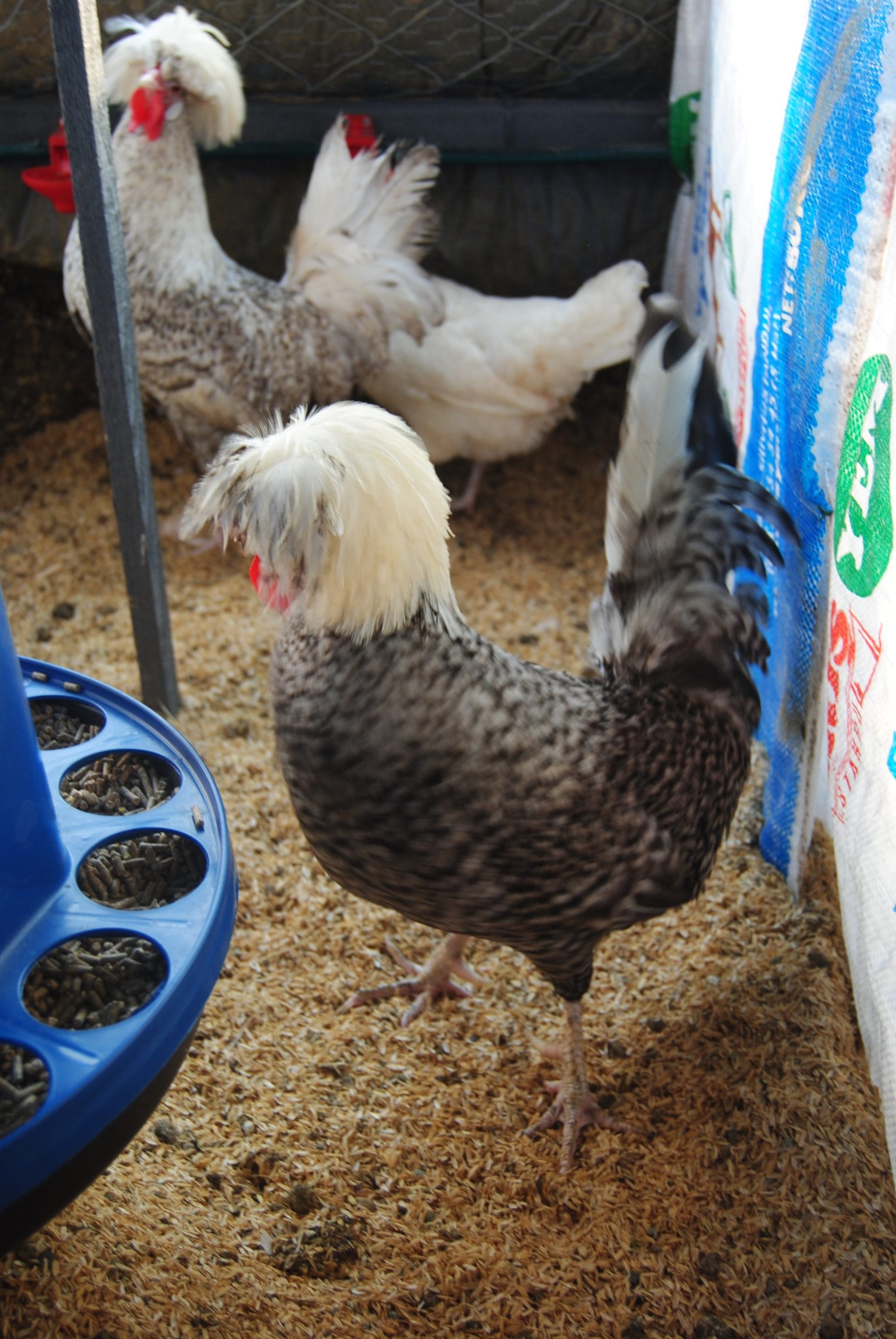 Coco Fizan Kuluçkalık Yumurta