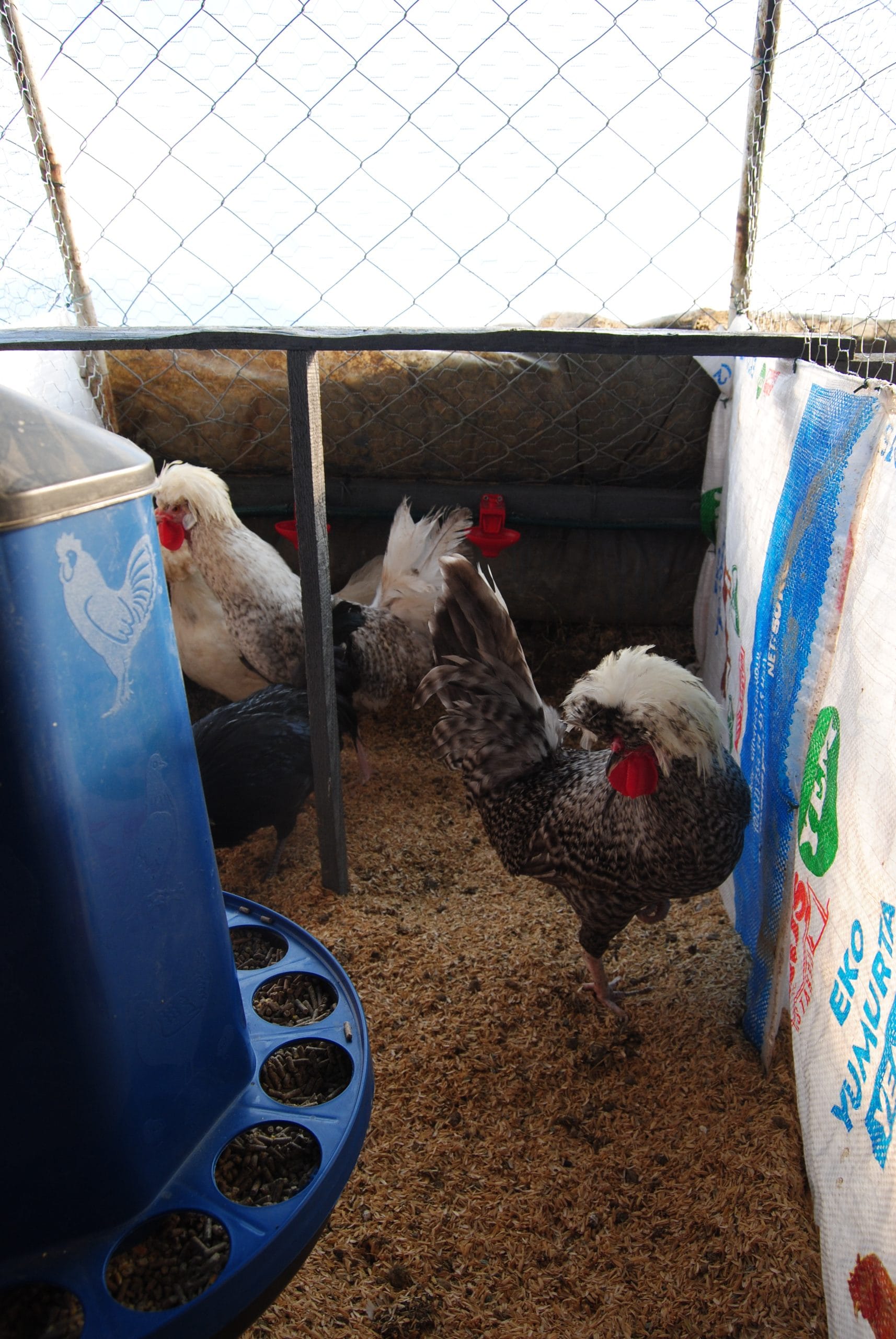 Coco Fizan Kuluçkalık Yumurta