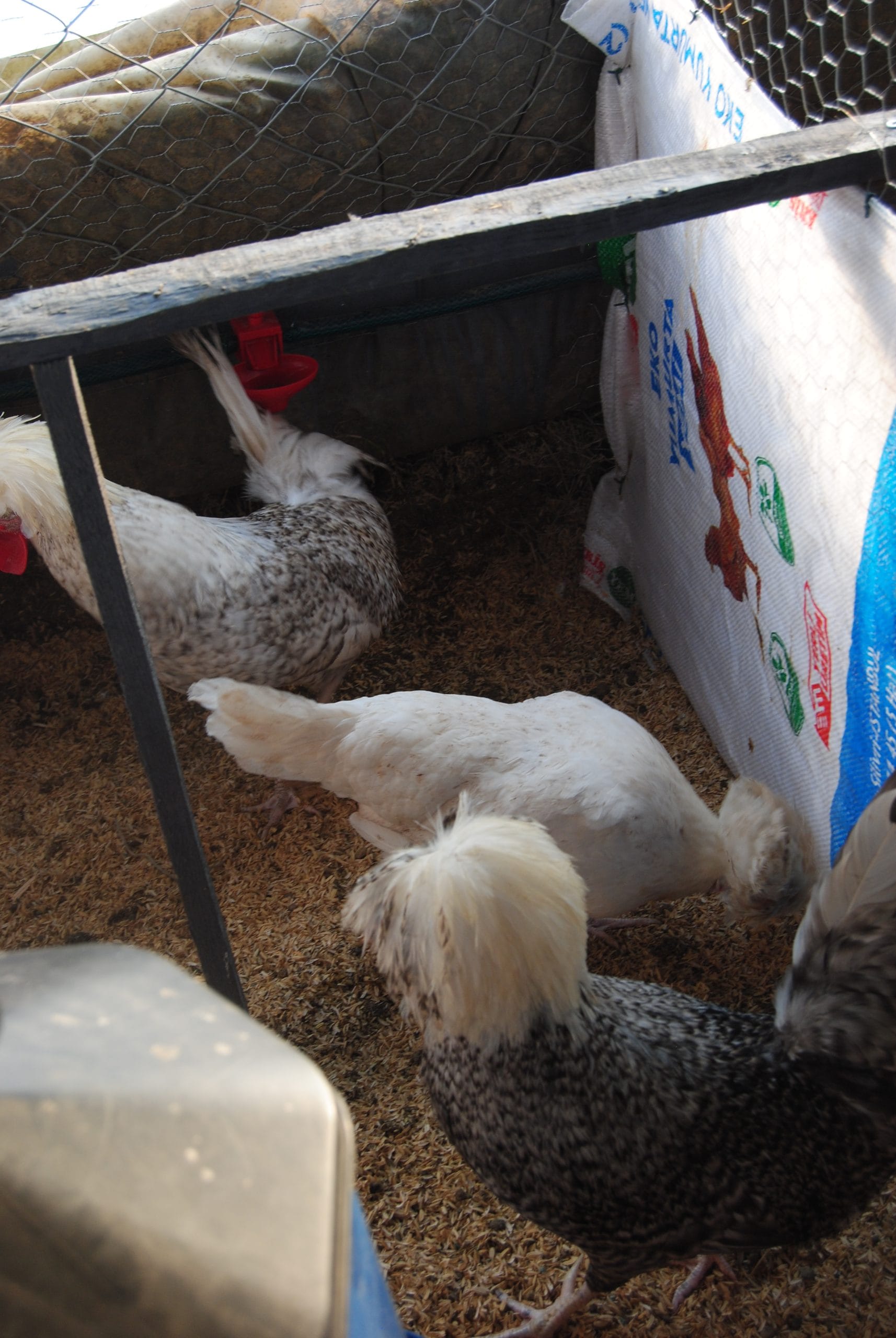 Coco Fizan Kuluçkalık Yumurta