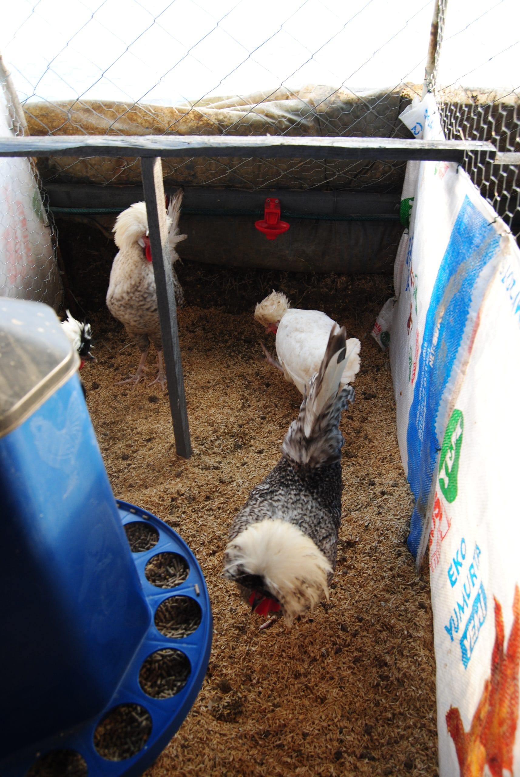 Coco Fizan Kuluçkalık Yumurta