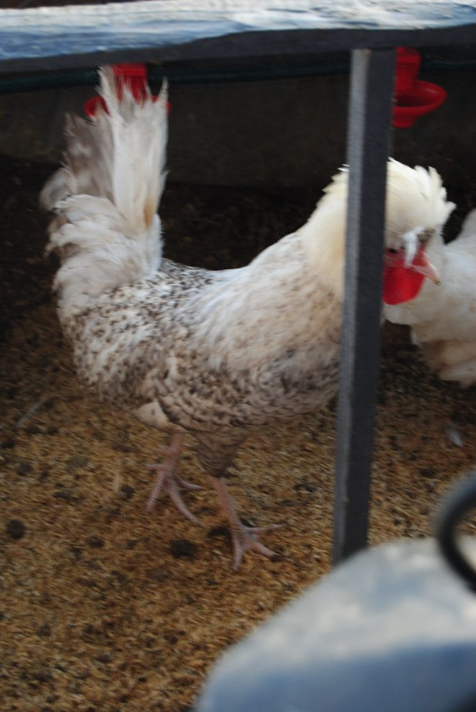 Coco Fizan Kuluçkalık Yumurta