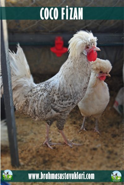 Coco Fizan Kuluçkalık Yumurta