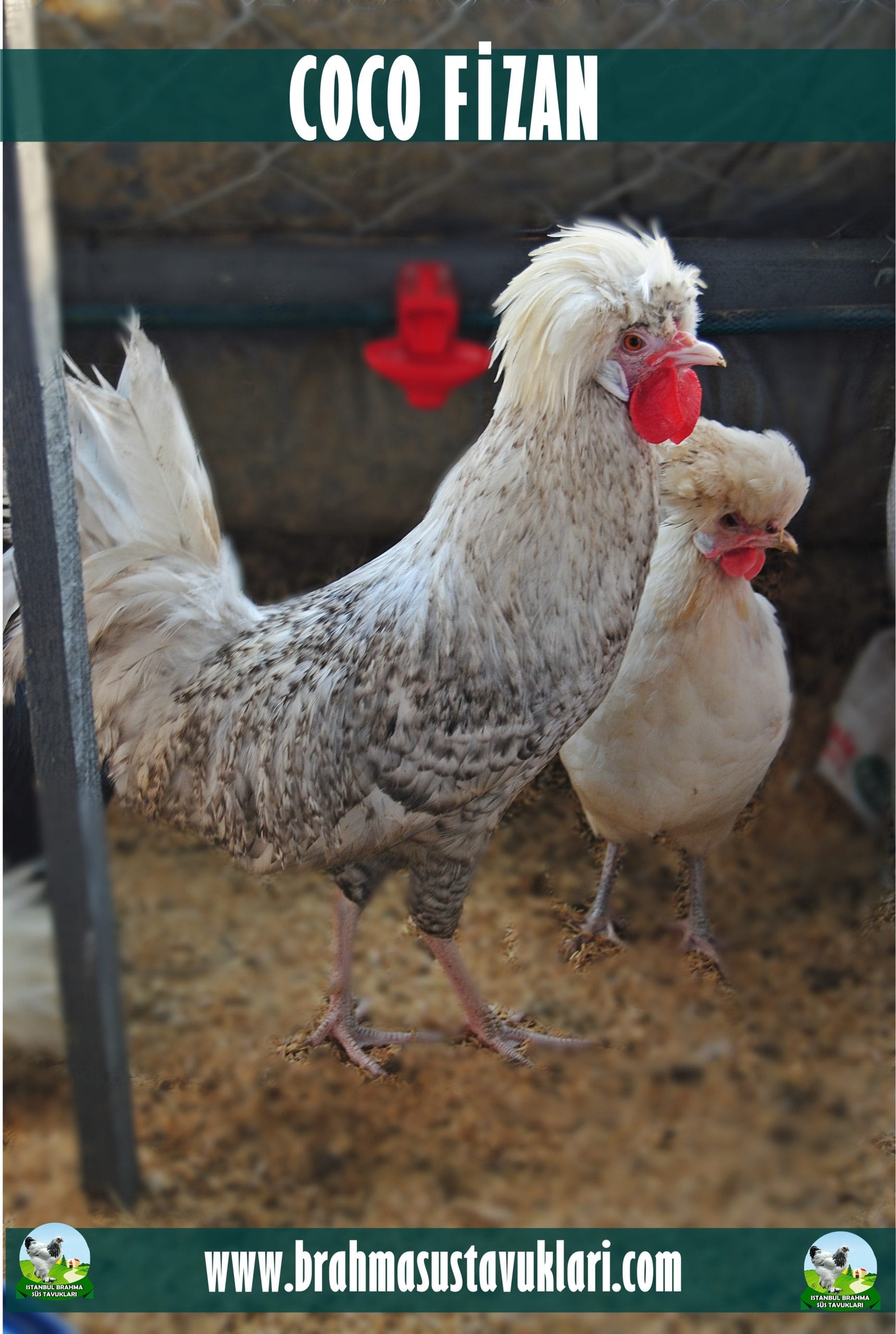 Coco Fizan Kuluçkalık Yumurta