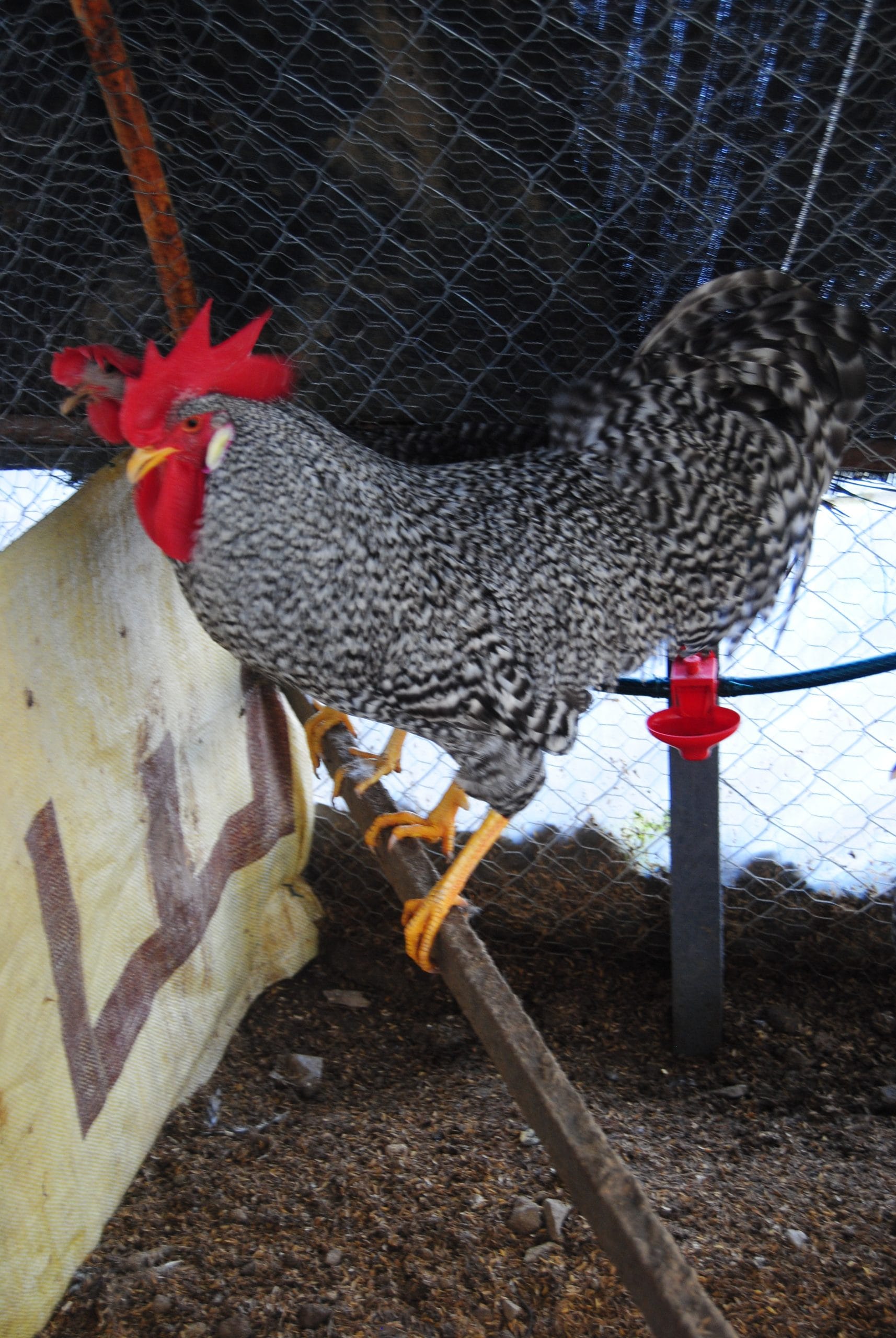 Coco Ligorin Kuluçkalık Yumurta