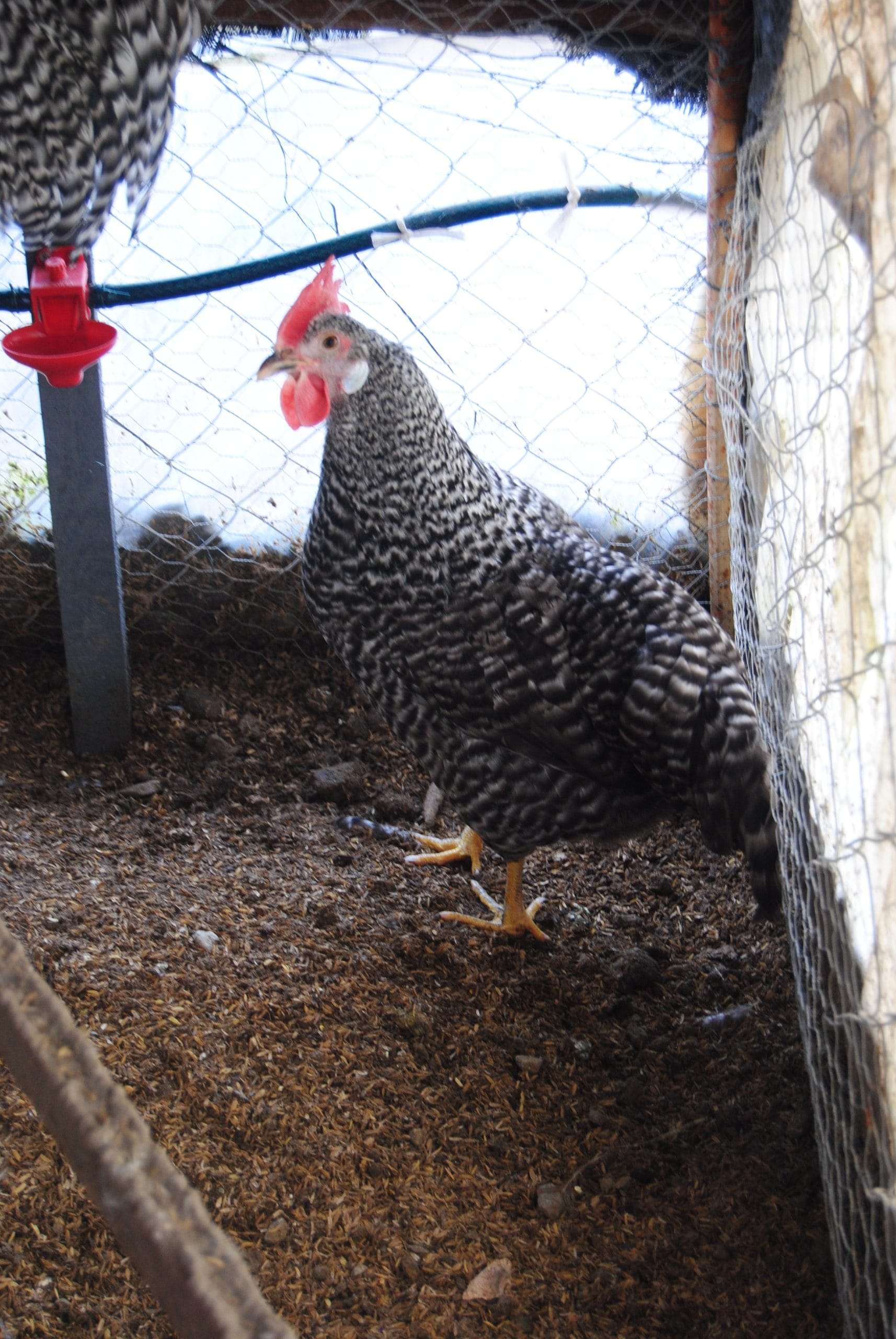 Coco Ligorin Kuluçkalık Yumurta