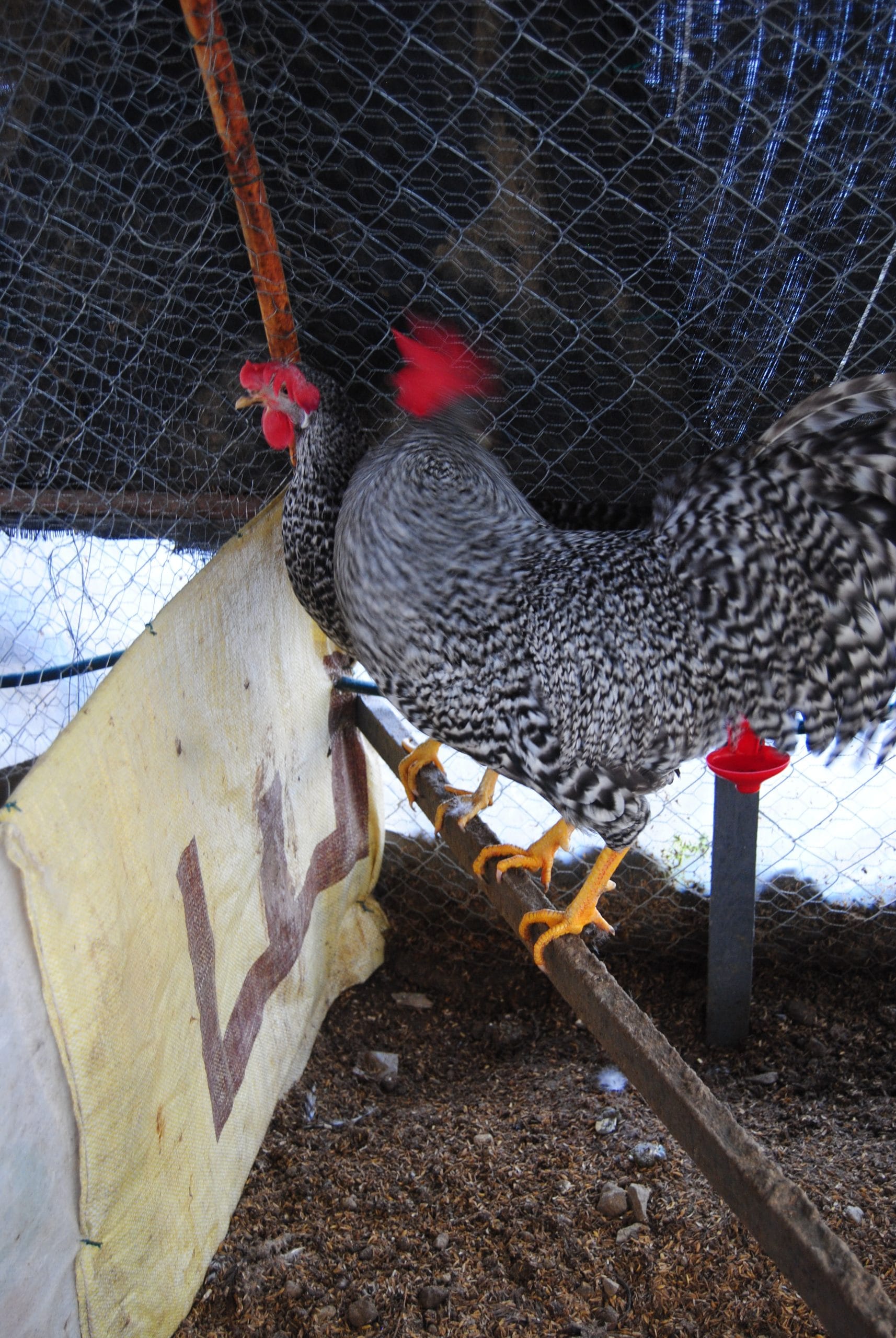 Coco Ligorin Kuluçkalık Yumurta