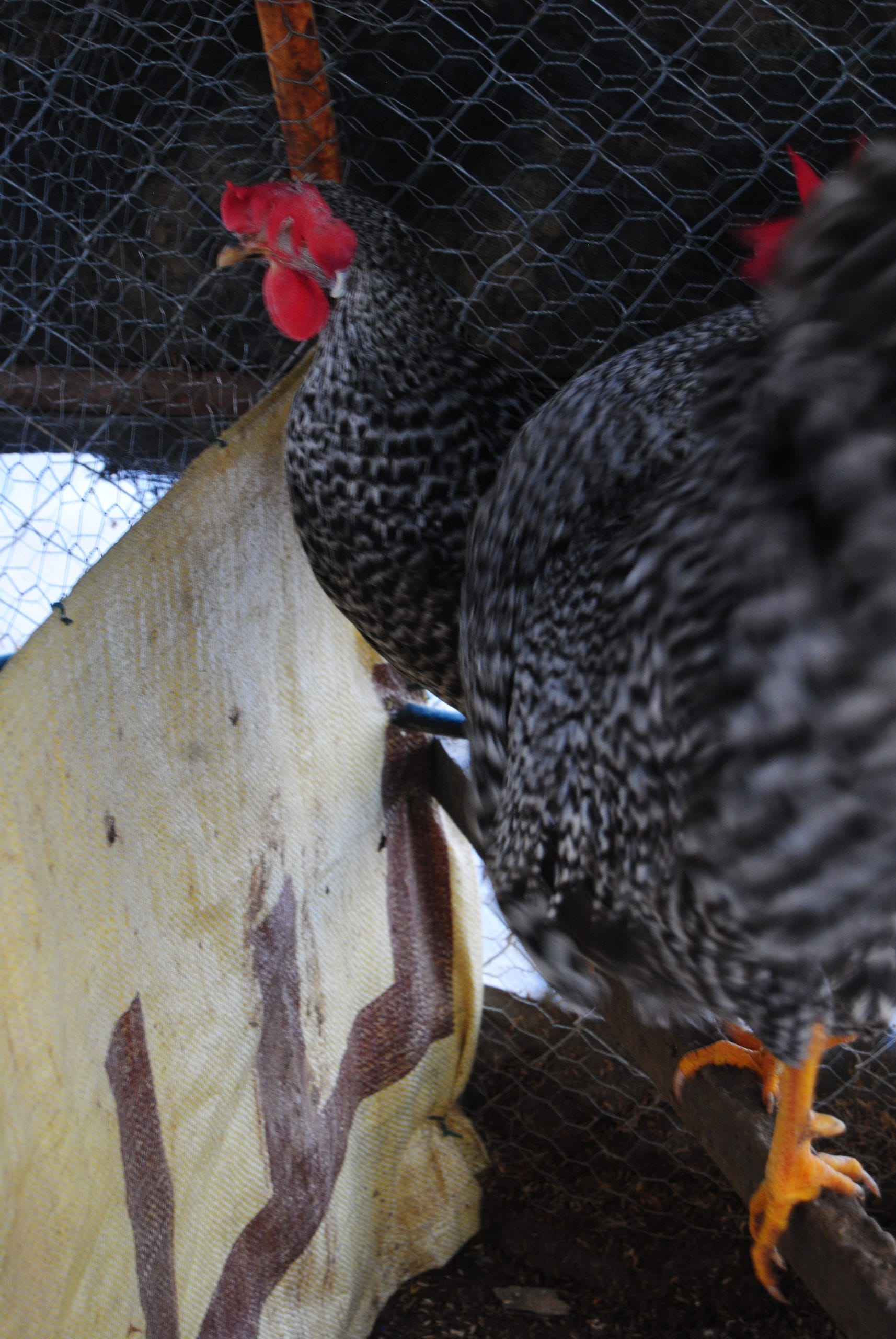 Coco Ligorin Kuluçkalık Yumurta