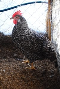 Coco Ligorin Kuluçkalık Yumurta