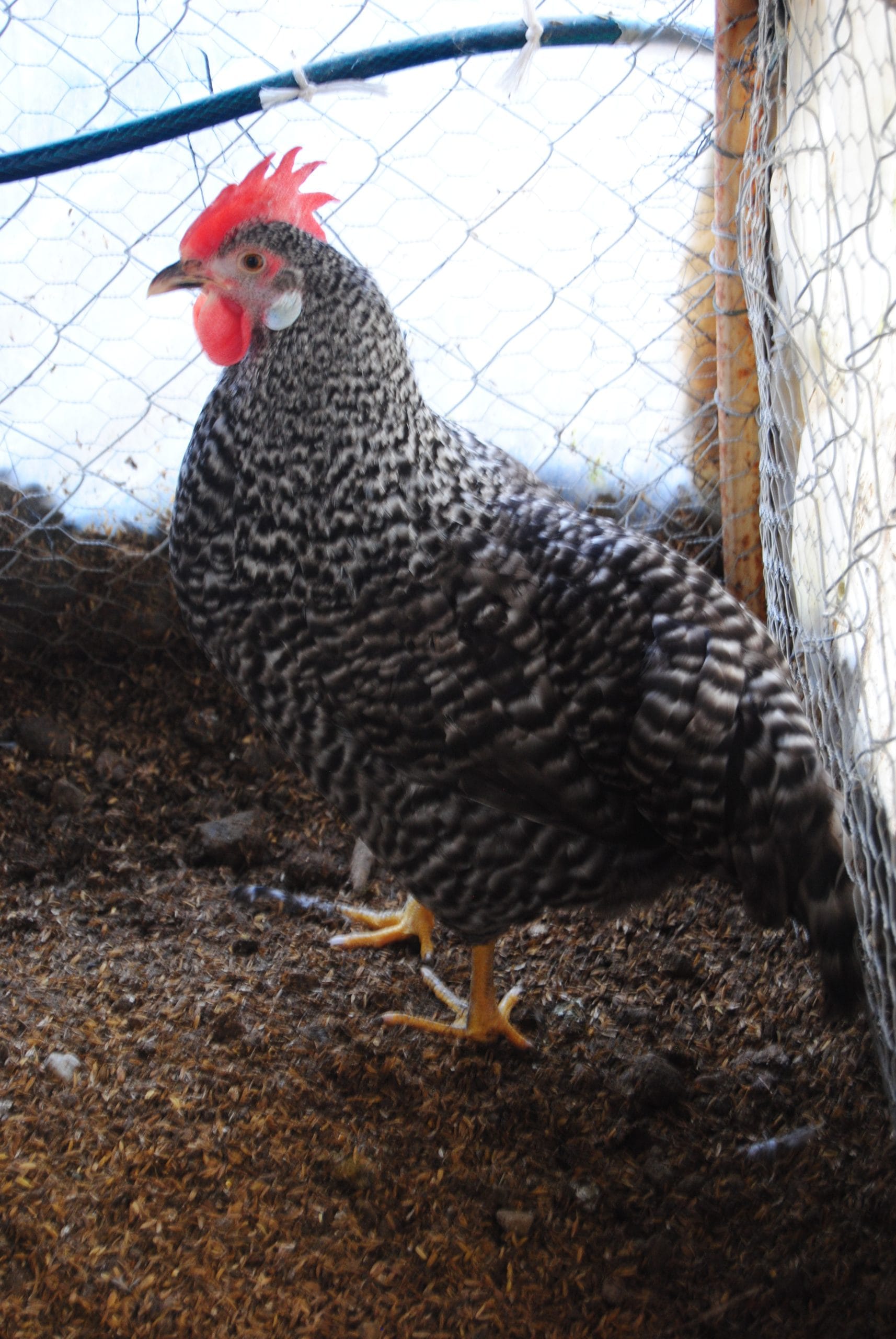 Coco Ligorin Kuluçkalık Yumurta