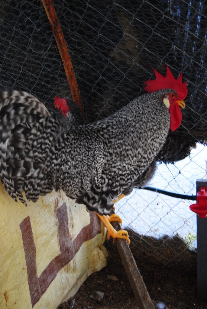 Coco Ligorin Kuluçkalık Yumurta