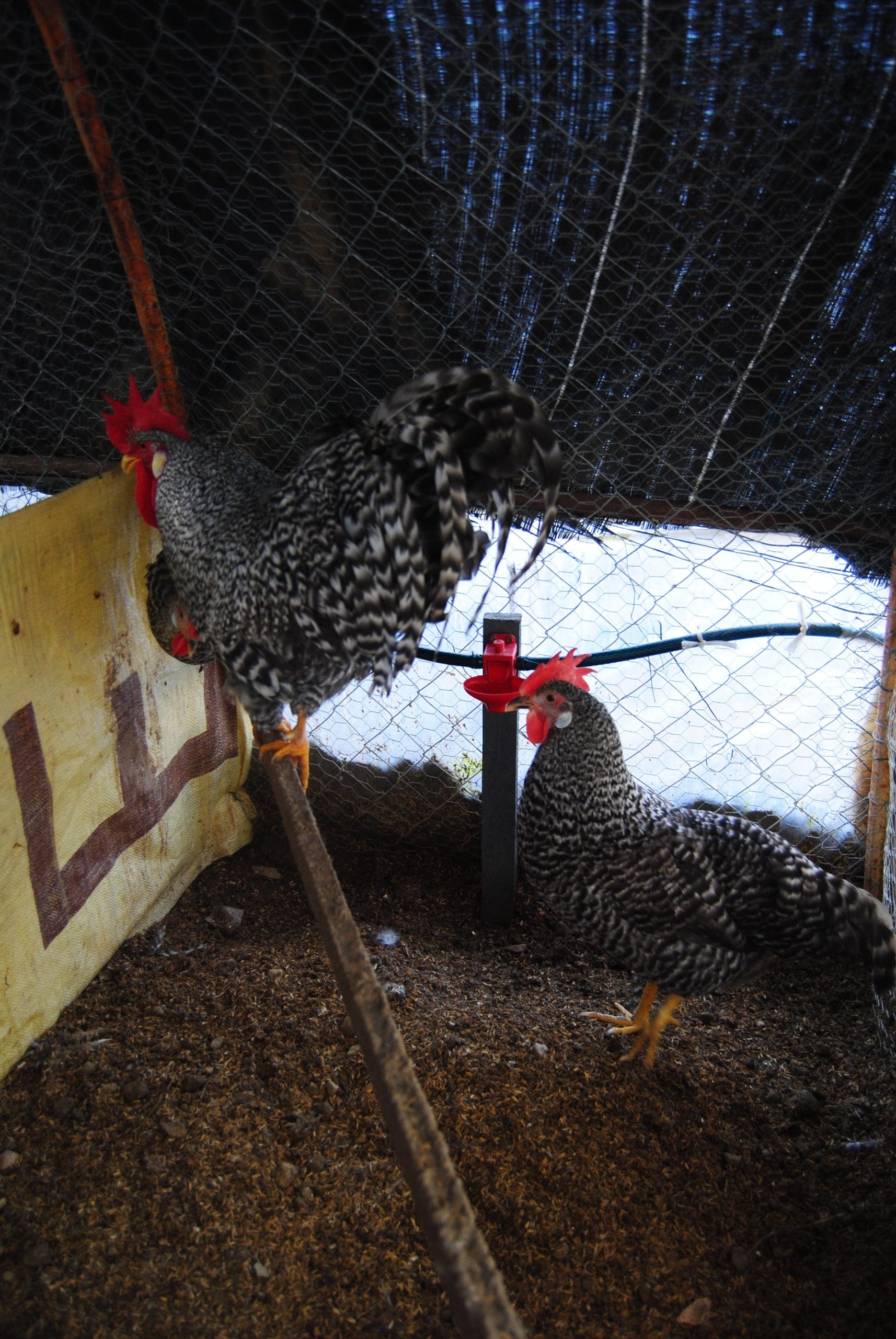 Coco Ligorin Kuluçkalık Yumurta