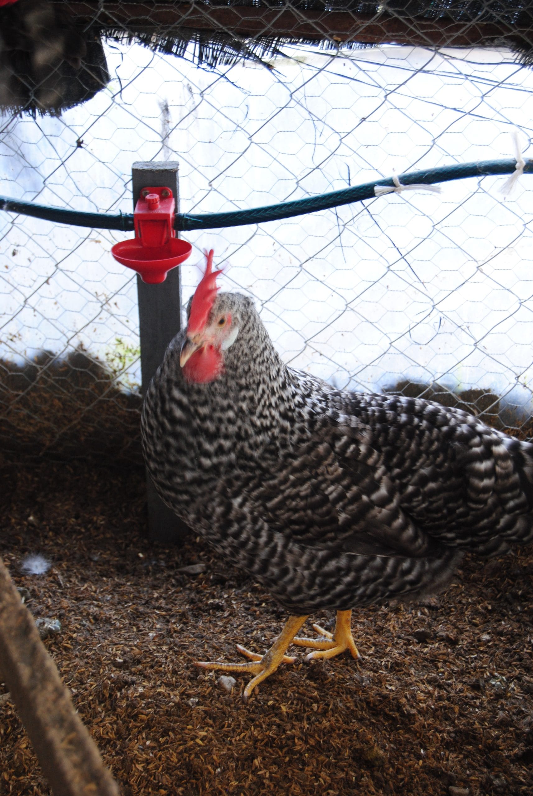 Coco Ligorin Kuluçkalık Yumurta